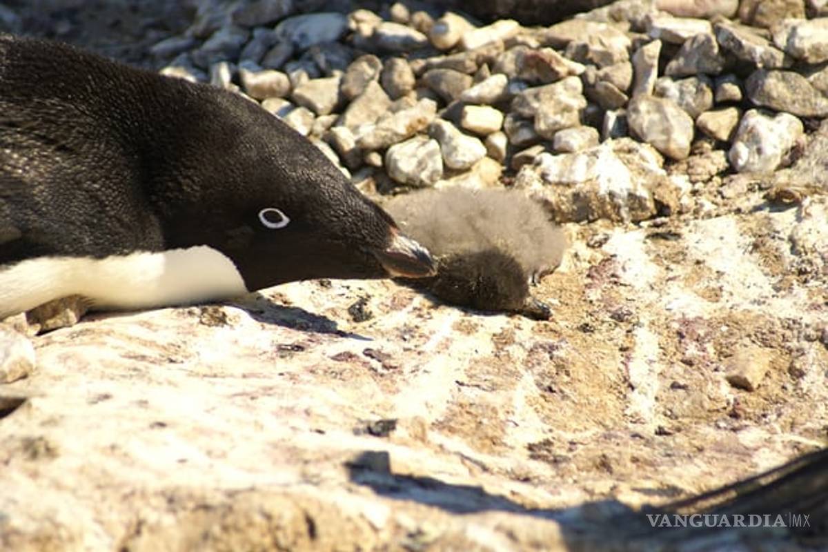 WWF pide crear área protegida en la Antártida tras muerte masiva de pingüinos