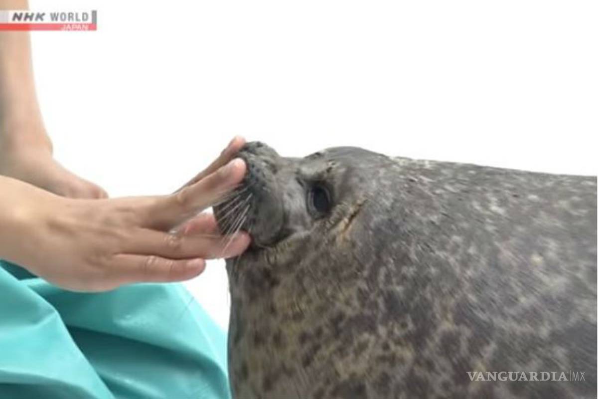 Foca causa sensación por su tierno aspecto en Acuario de Japón (video)