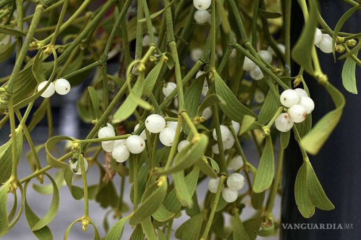 ¿Cuál es la verdadera tradición del muérdago en Navidad?