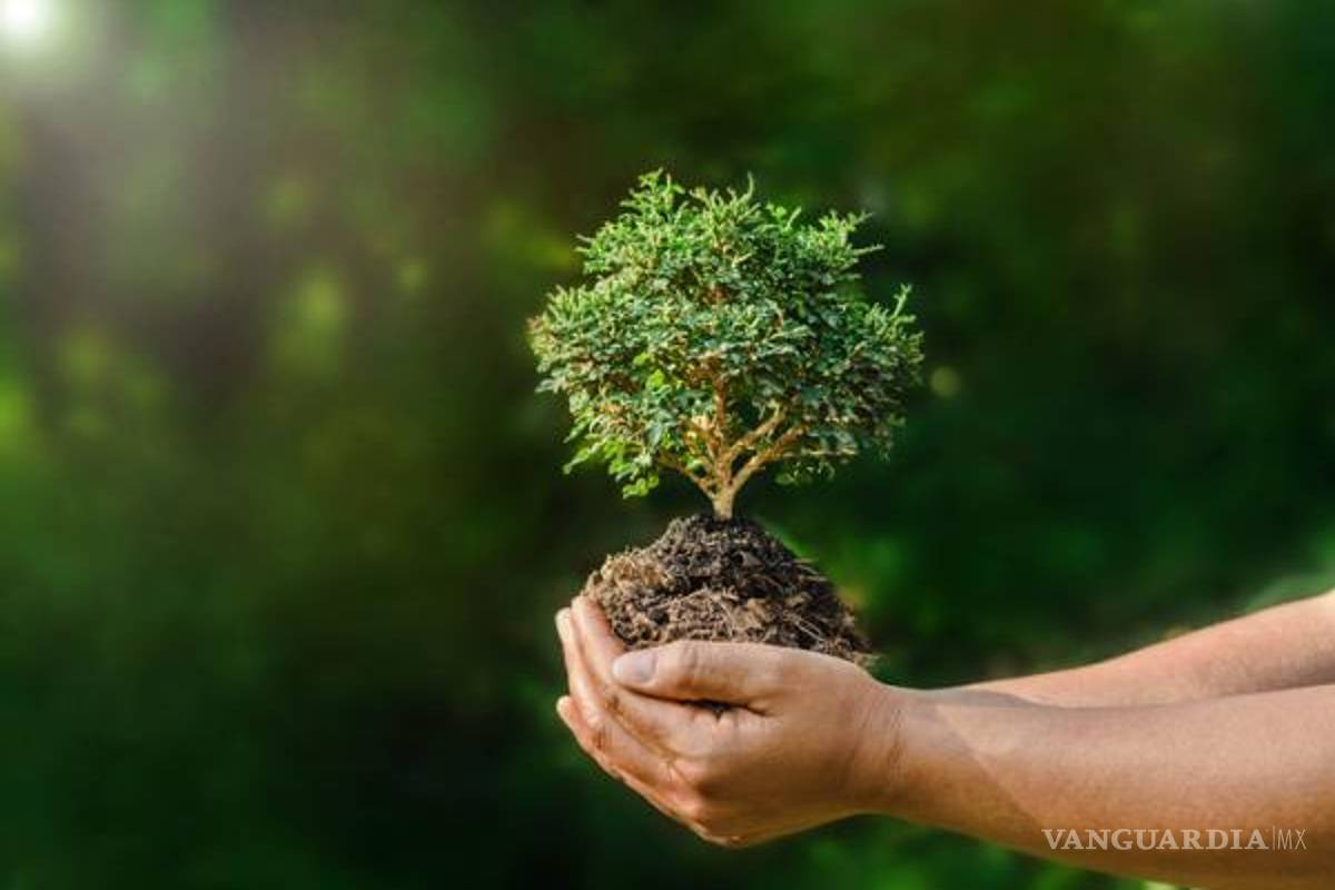 Multarán en Saltillo hasta con 25 mil pesos a quien derribe o tale un árbol