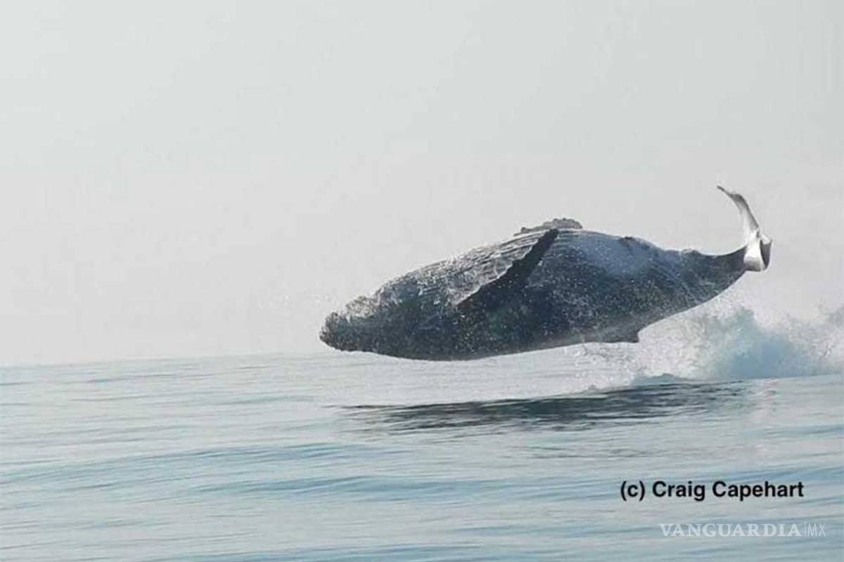 Ballena de 40 toneladas 'vuela' frente a expedicionarios