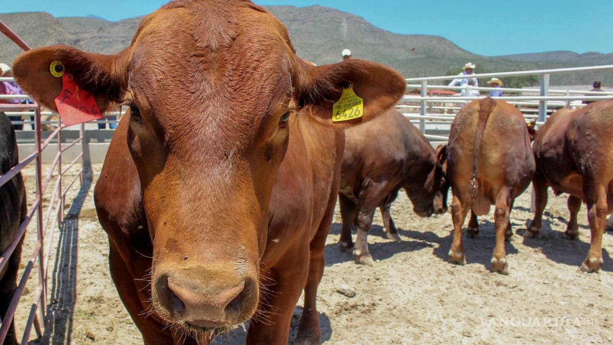 Conaza da apoyo a proyectos productivos