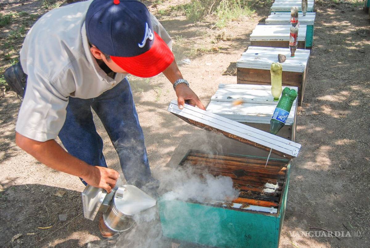 $!Miel “Hecho en México”, símbolo de calidad y sabor en el marco del Día Mundial de las Abejas