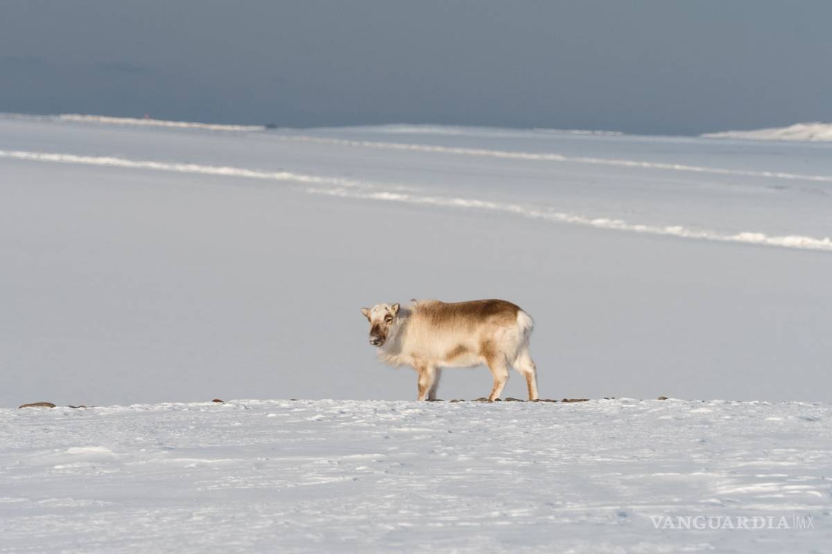 $!North Pole Igloos Hote, una experiencia única en el Polo Norte