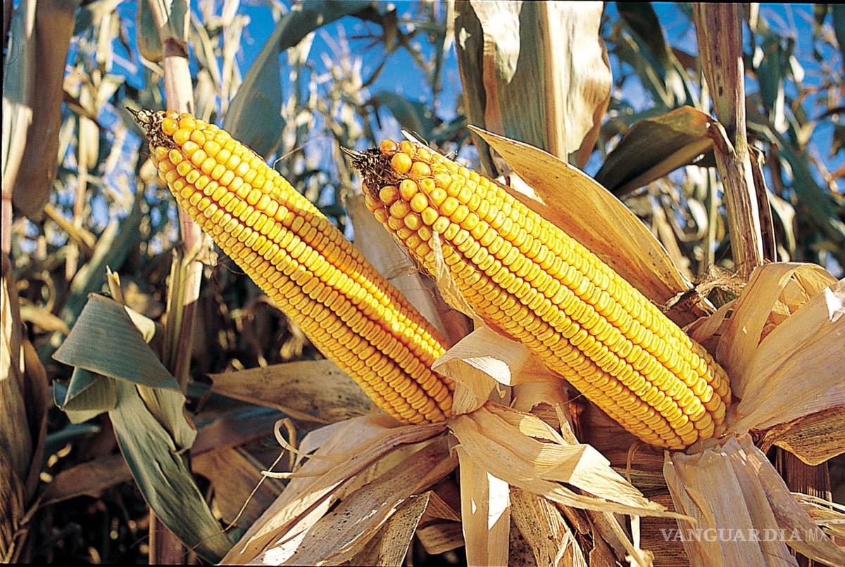 $!Conacyt nombra subdirectora a una diseñadora de modas