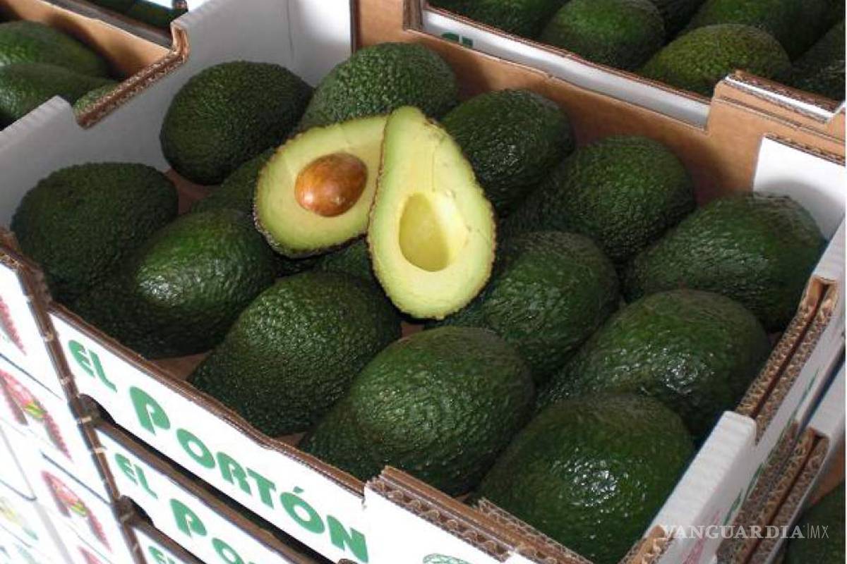 Crece exportación de aguacate a Estados Unidos