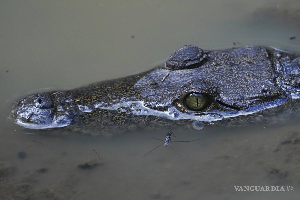 La selva de Calakmul, el nuevo foco rojo del Tren Maya
