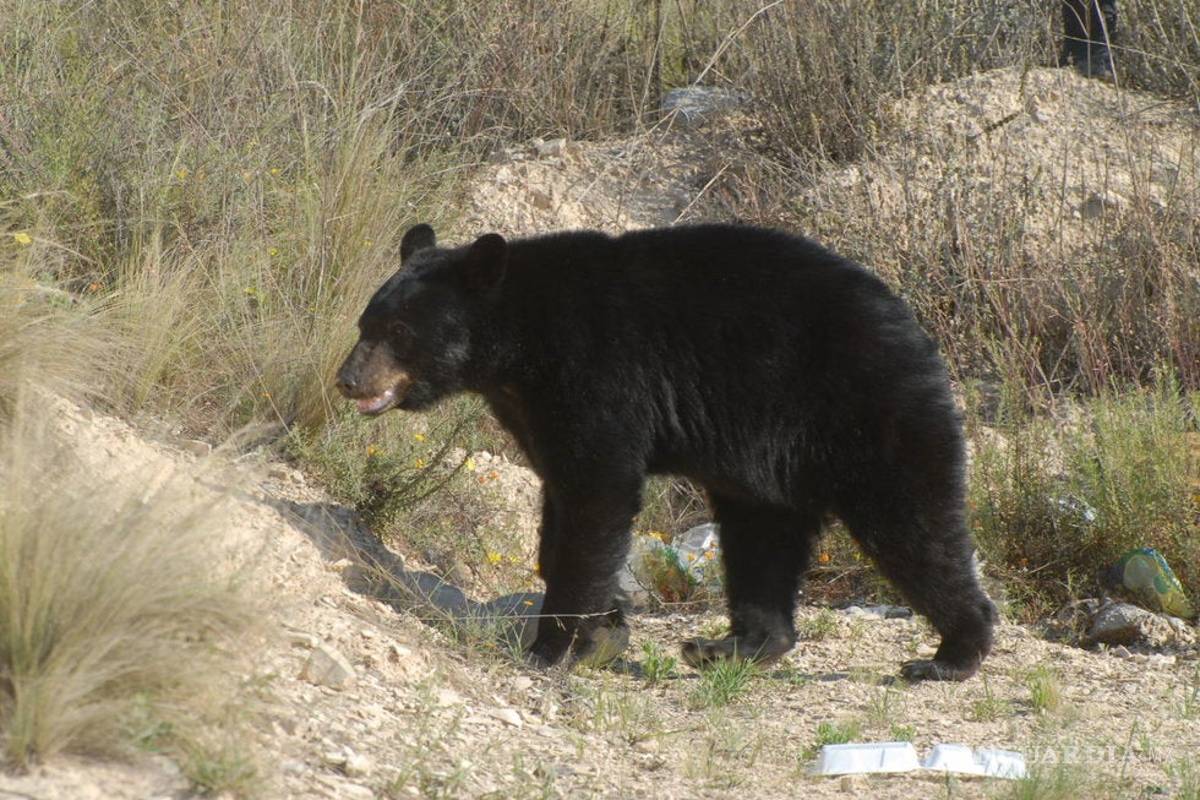 Oso Negro, maravilloso habitante de Coahuila