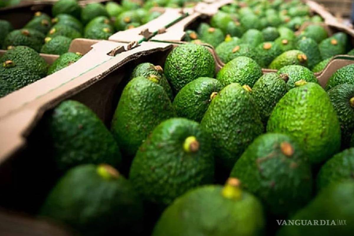 Cae 30% exportación de aguacate por altos precios