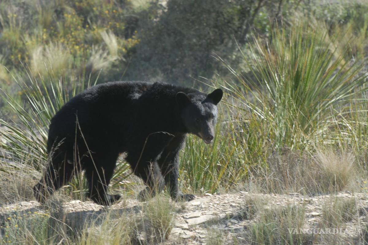 Asegura experto que avistamientos de animales salvajes serán más frecuentes en por la falta de alimento