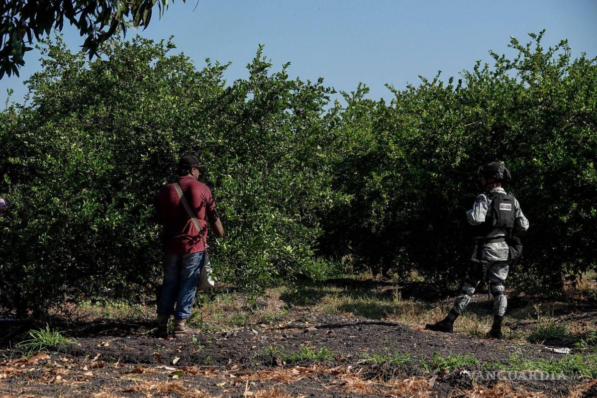 Asesinato de líder limonero reaviva crisis por extorsiones al sector agrícola en Michoacán