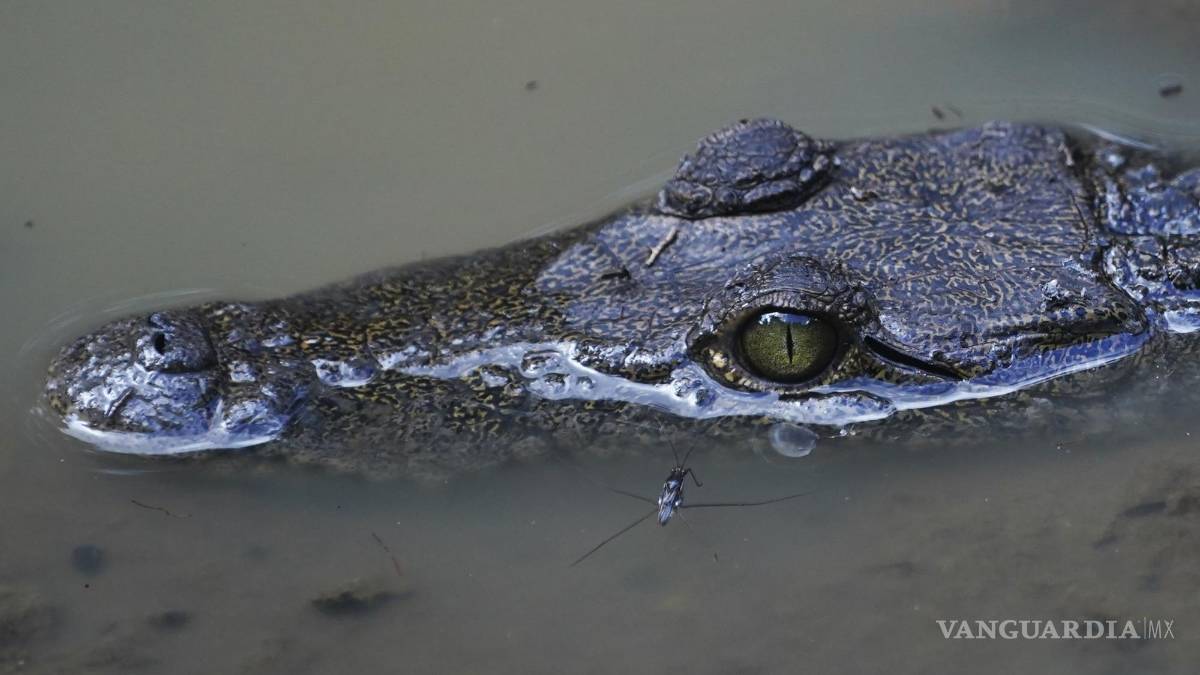 La selva de Calakmul, el nuevo foco rojo del Tren Maya