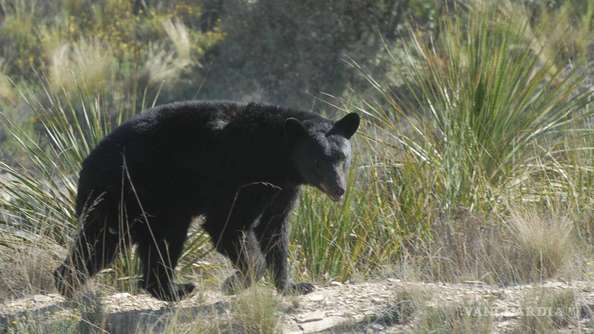Ardillas, aves y osos de Coahuila, amenazados por efectos del cambio climático