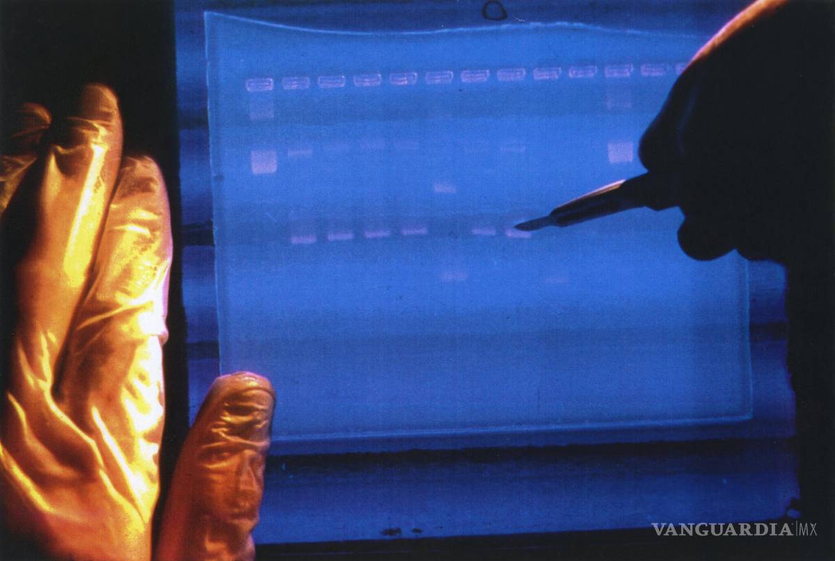 $!Un investigador examina el resultado de un secuenciador de ADN.