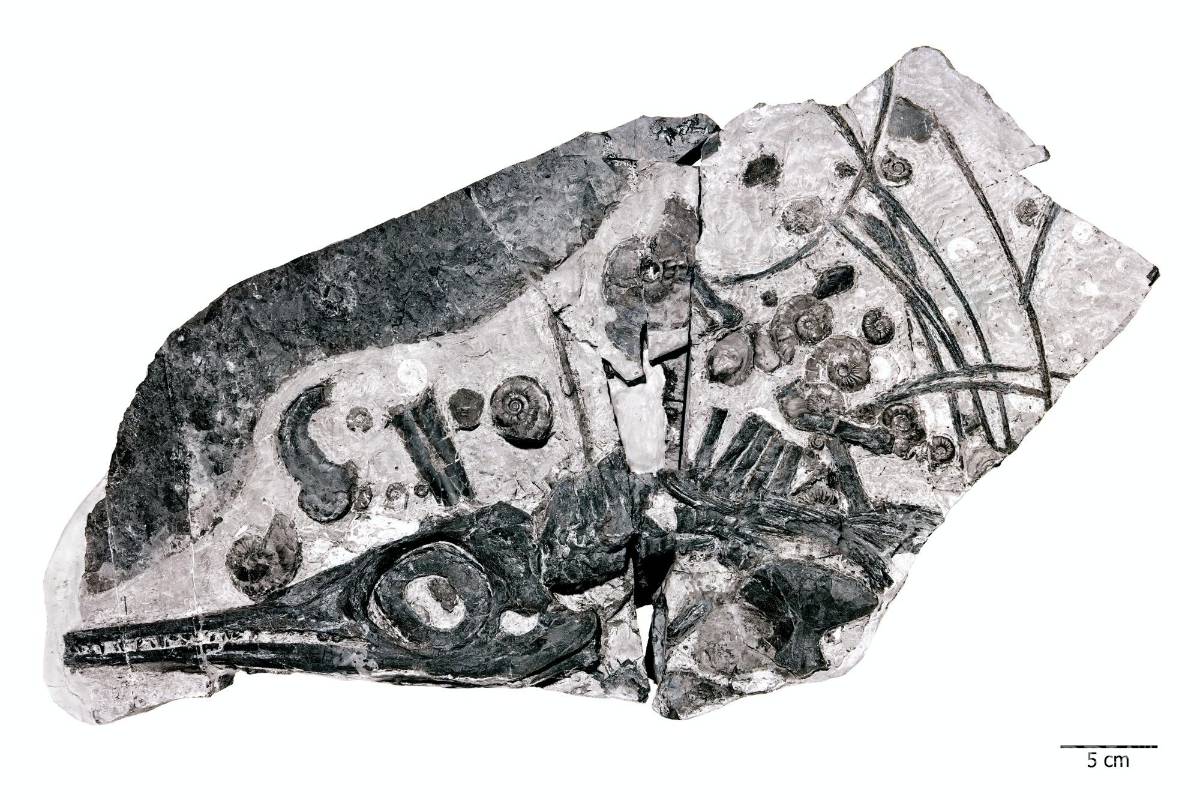 $!Fósil de ictiosaurio rodeado por ammonites, un alimento que posiblemente impulsó su crecimiento. EFE/Georg Oleschinski/Universidad de Bonn