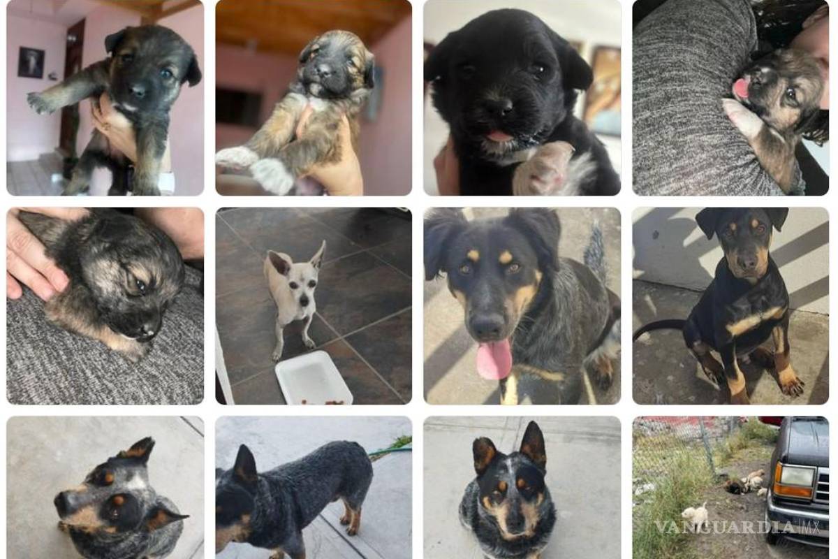 Aumenta violencia contra mascotas en Saltillo: Amigos de Hunter, A.C.