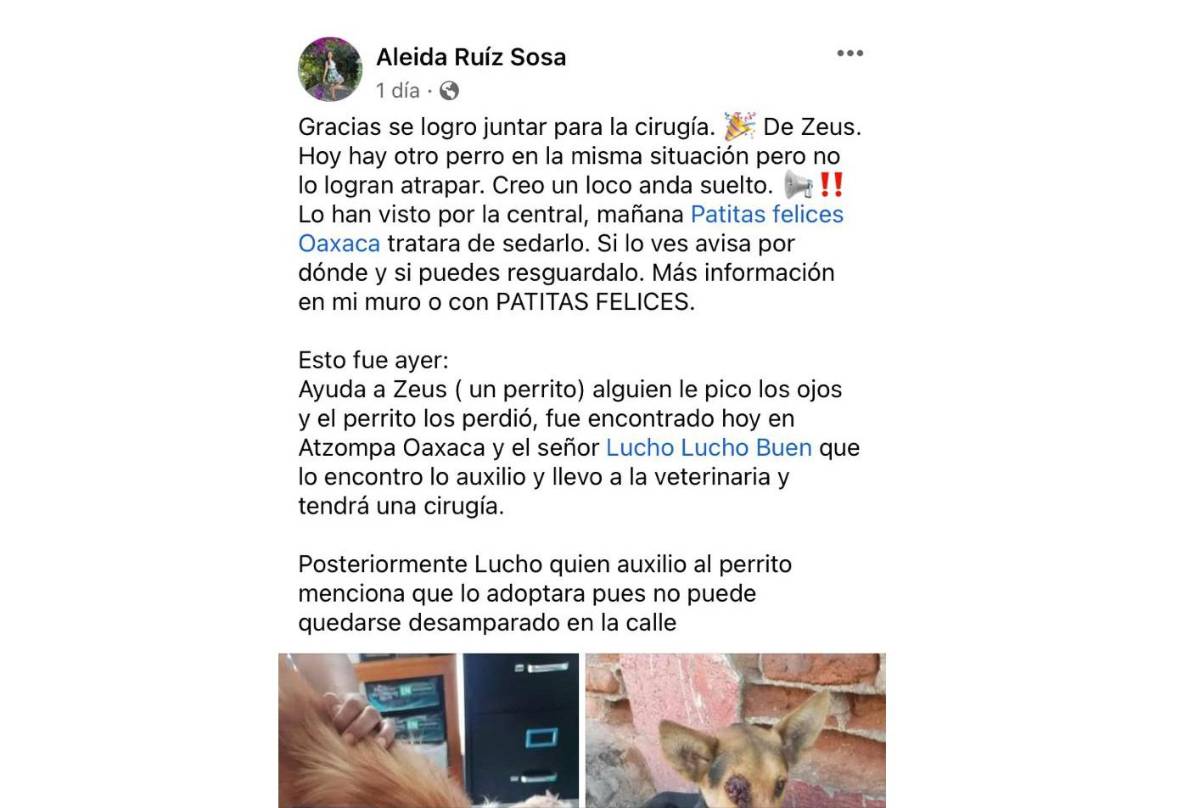 $!Exigen justicia para Zeus, perro que dejaron ciego en Oaxaca