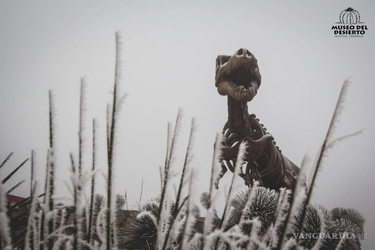 $!Las mejores postales del MUDE tras la nevada (FOTOS)