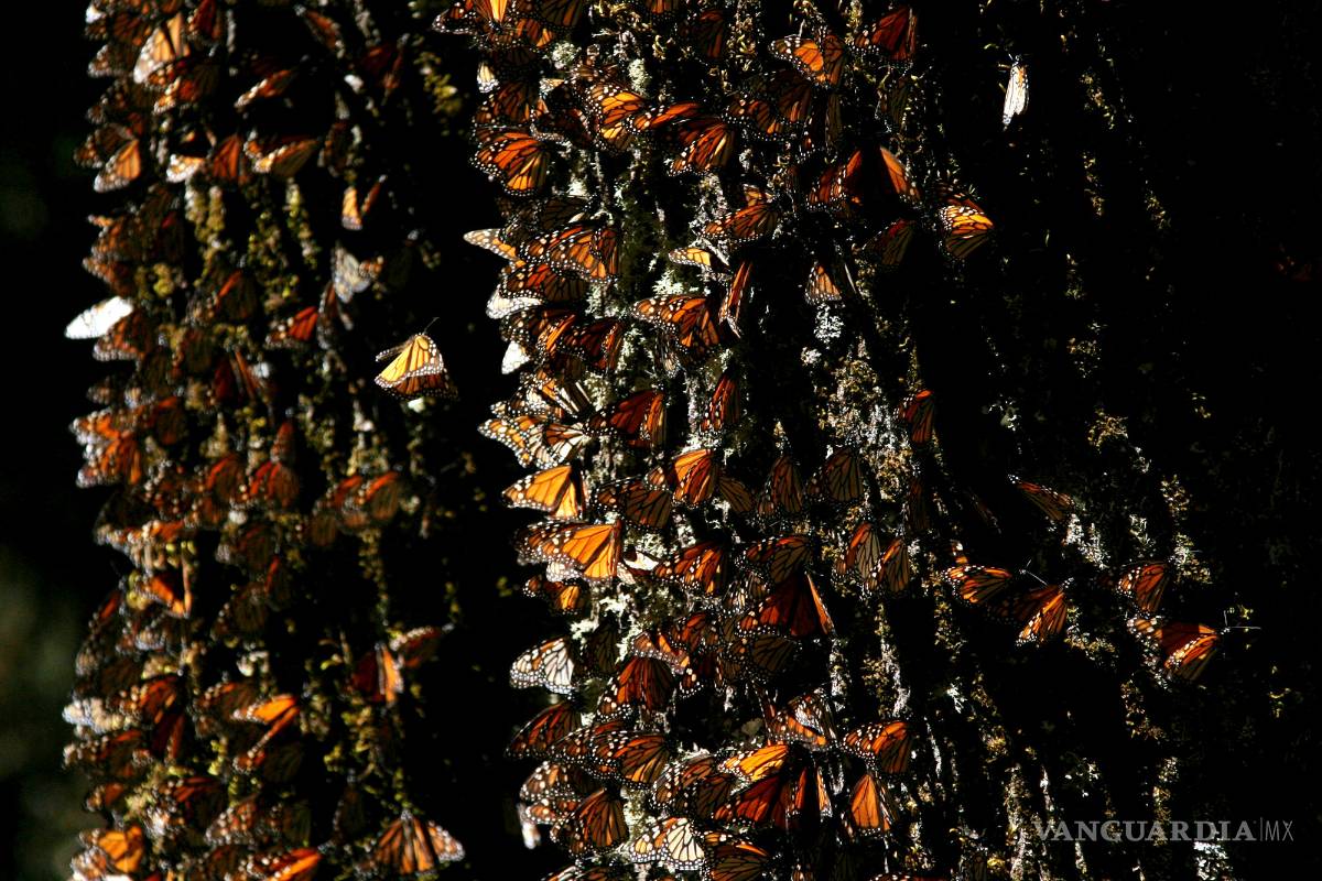 Pierde la mariposa monarca superficie de bosque que ocupa para hibernar en México