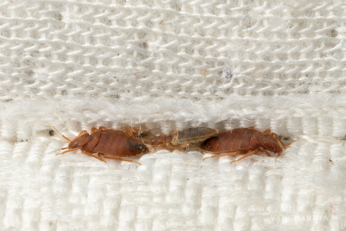 5 cosas que atraen a las chinches y cómo evitar una infestación