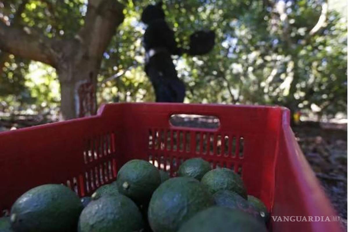 EE. UU. ama los aguacates mexicanos, pero los bosques sufren por ese éxito comercial