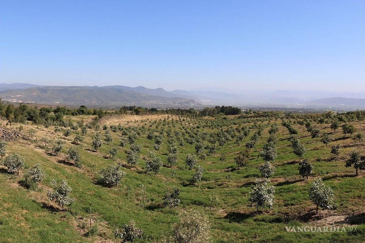 En Jalisco, deforestan por aguacate 5 mil hectáreas