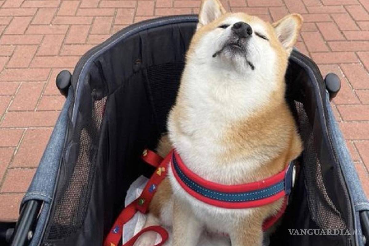 Cheems está enferma; su dueña se prepara ‘para lo peor’