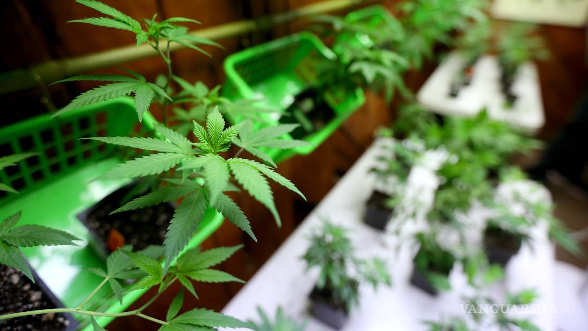 Incautan más de una tonelada de mariguana en Baja California
