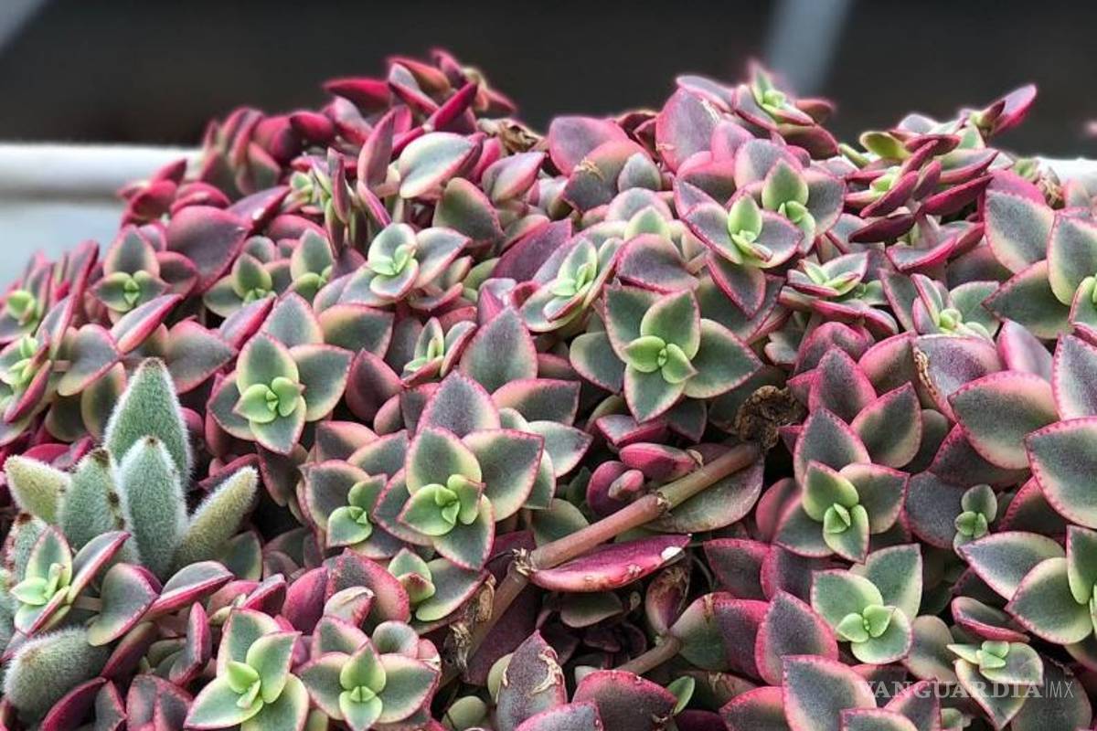 $!Entre cactus y suculentas, las plantas ideales para dar vida a tu hogar