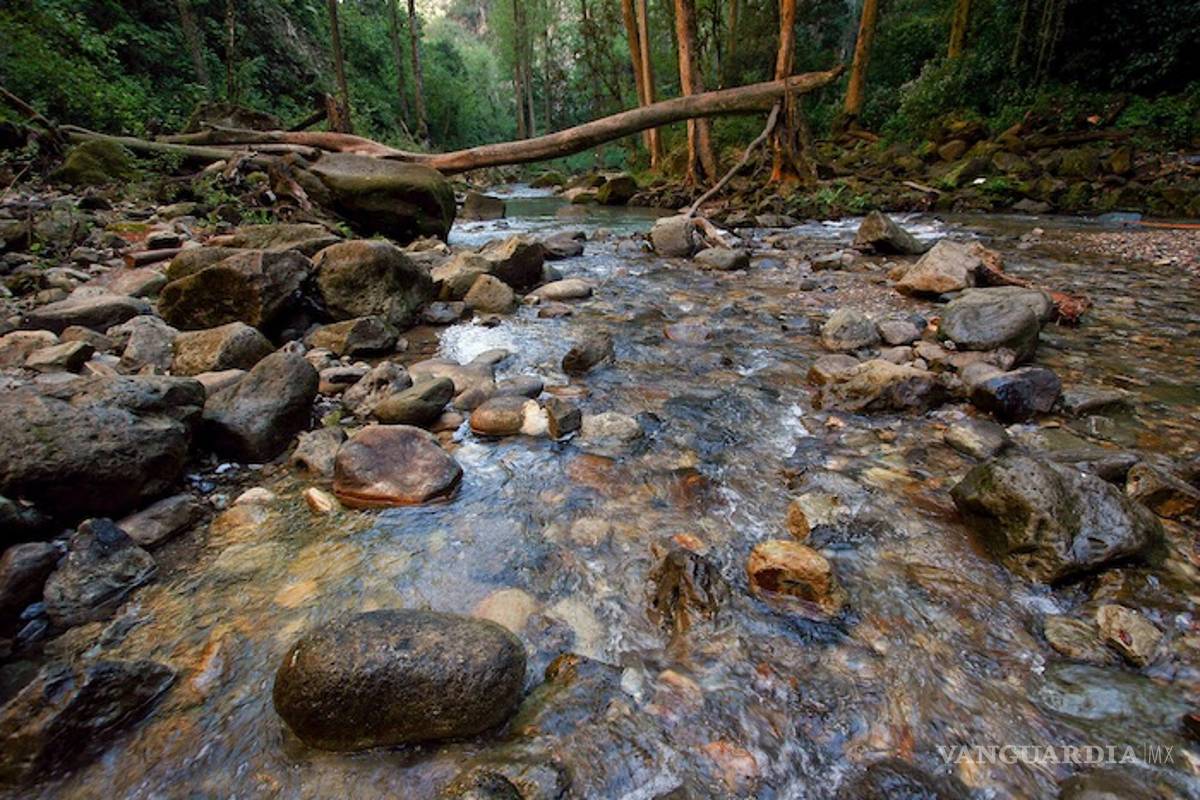 $!Conagua regaló 31% del agua a Femsa, Nestlé, Bachoco, Heineken y Pepsi; 66.6% del territorio sufre sequía