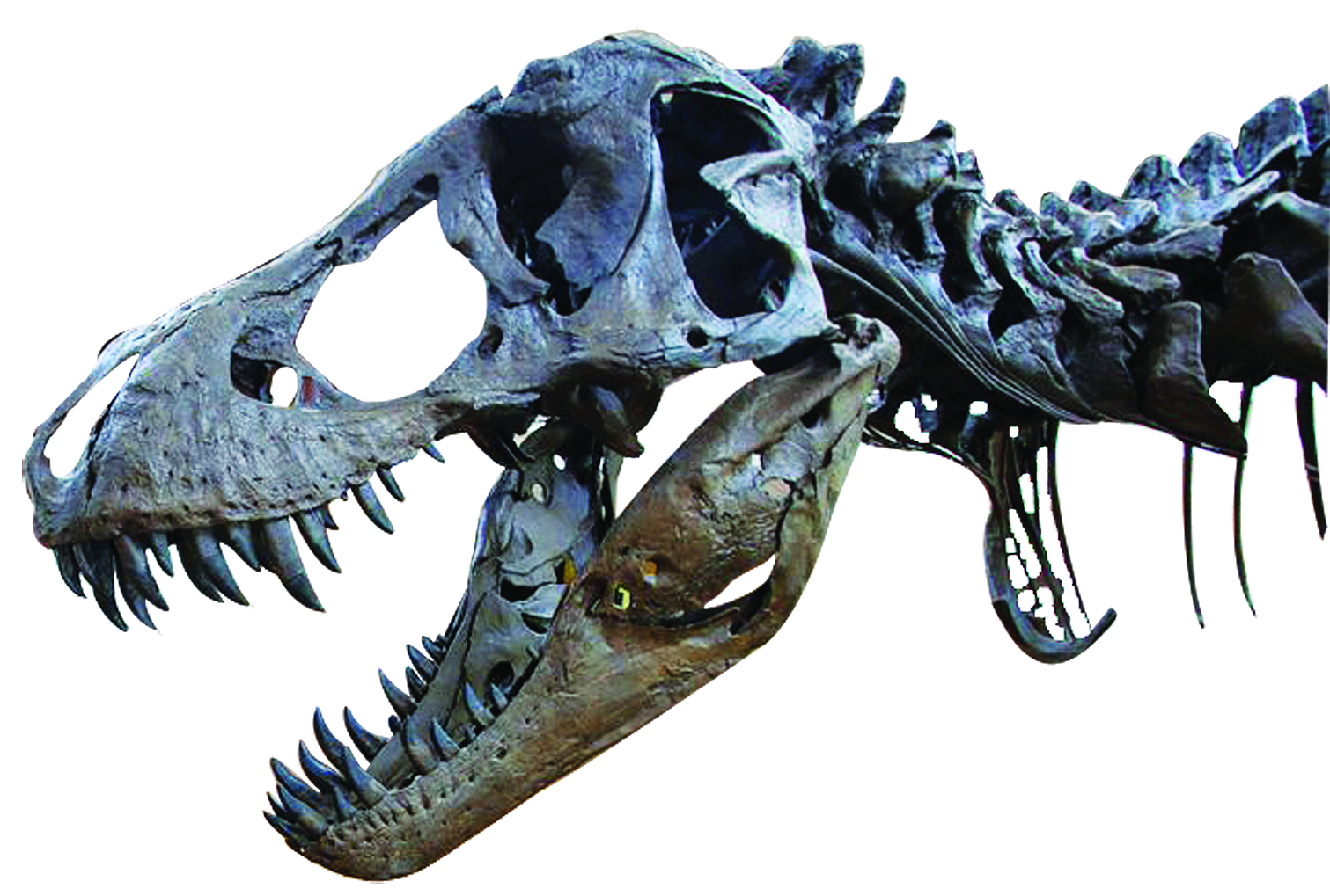 Invita Museo del Desierto de Saltillo a recorrido en penumbras... como parte de la iniciativa mundial “La hora del planeta”