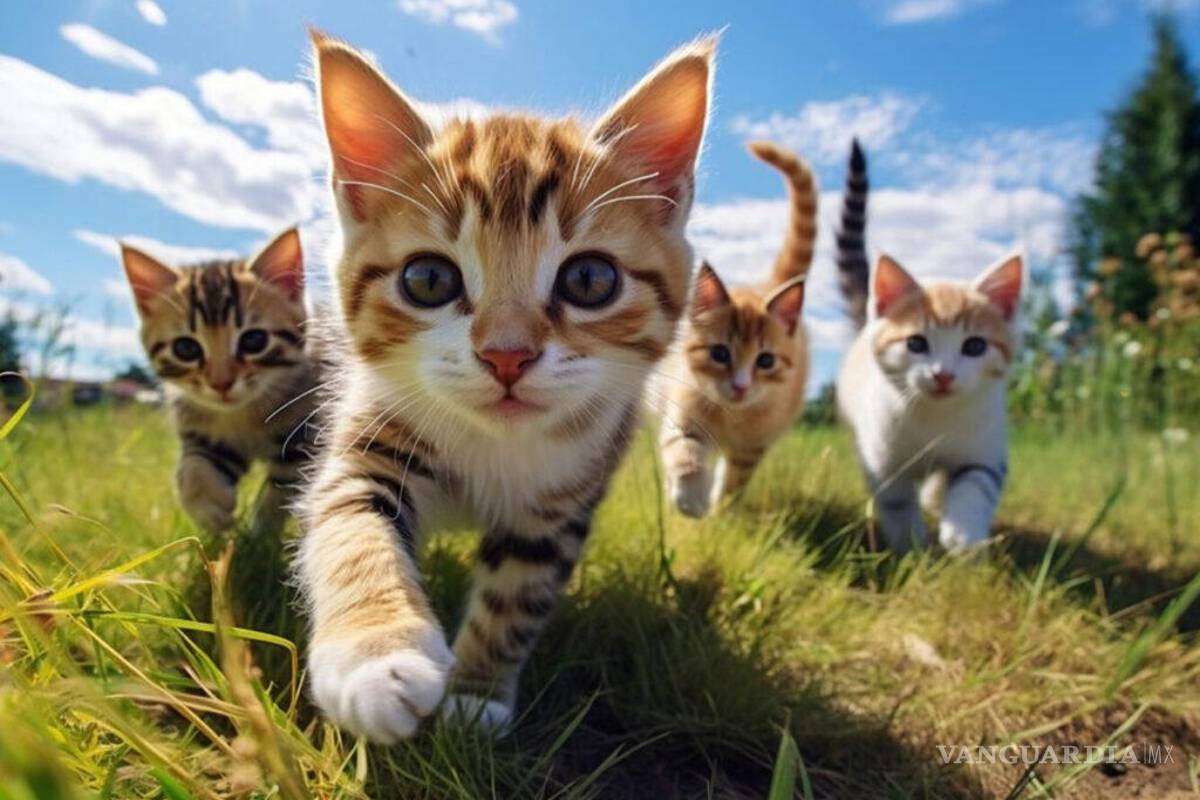 Coahuila: ¿Lo sabías? Solo el 20 por ciento de los gatos extraviados regresa a casa