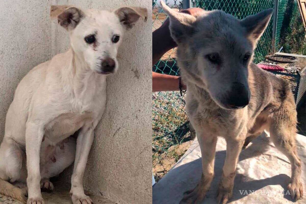 Regresan autoridades a mascotas a mujer saltillense que las maltrata