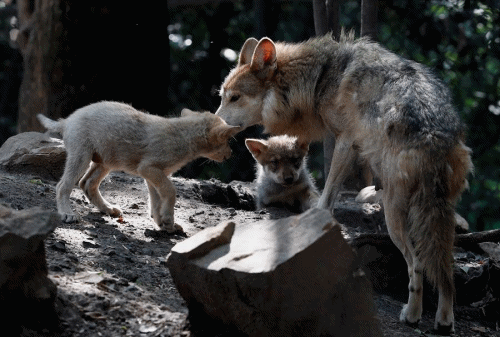 $!Cinco nuevas crias de lobo mexicano dan esperanza en mantener la especie