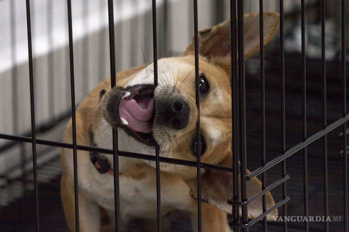 Nueva York prohíbe venta de mascotas en tiendas; pero ¿en México pasa lo mismo?