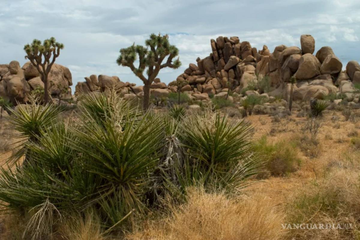 El Valle de la Muerte alcanza los 54ºC, segunda temperatura más alta de todos los tiempos