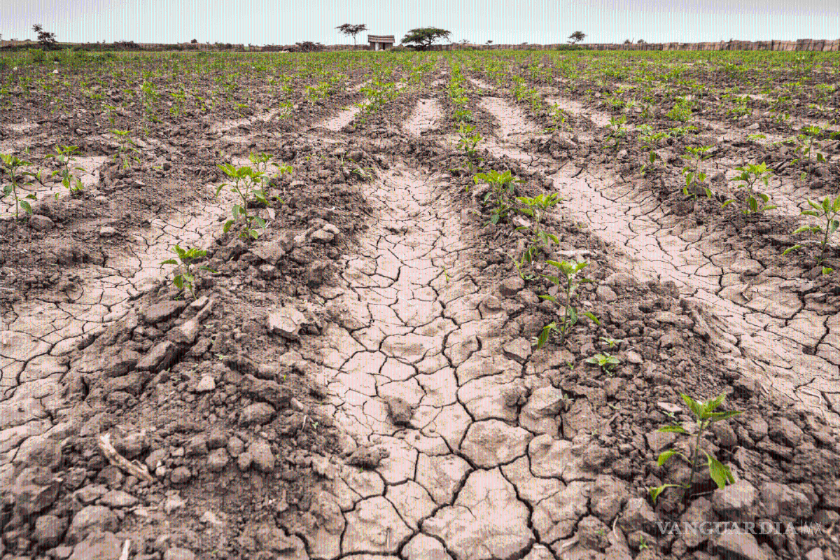 531 municipios de México sufren por la sequía