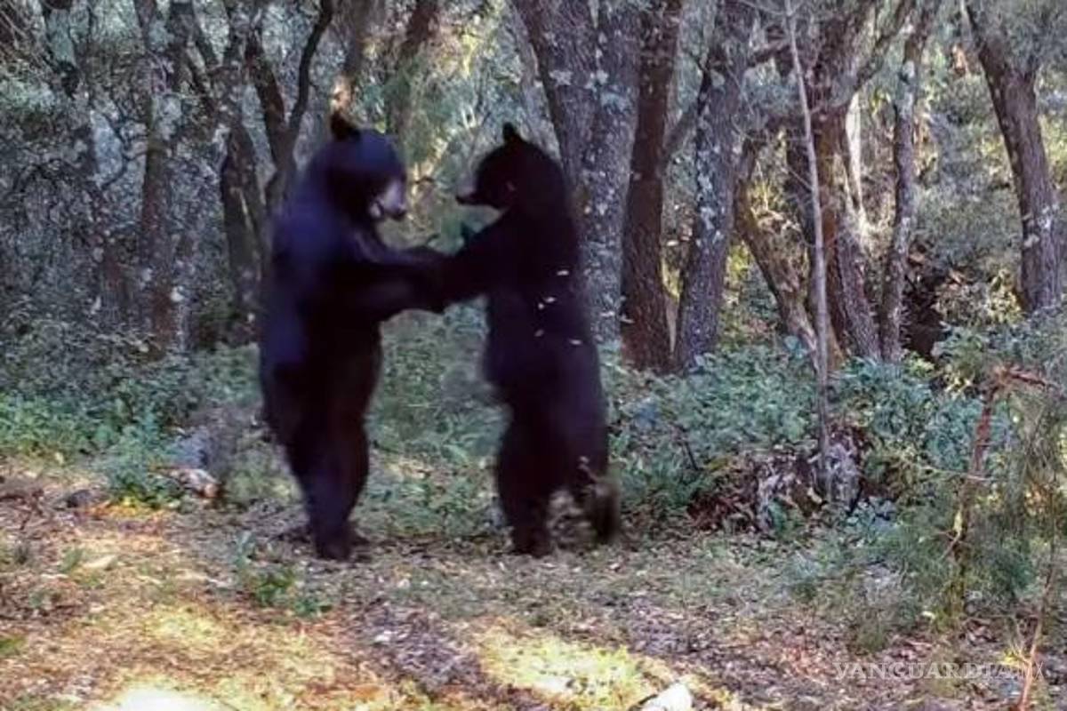 El 2022 fue el año de los osos en Coahuila: Secretaría de Medio Ambiente