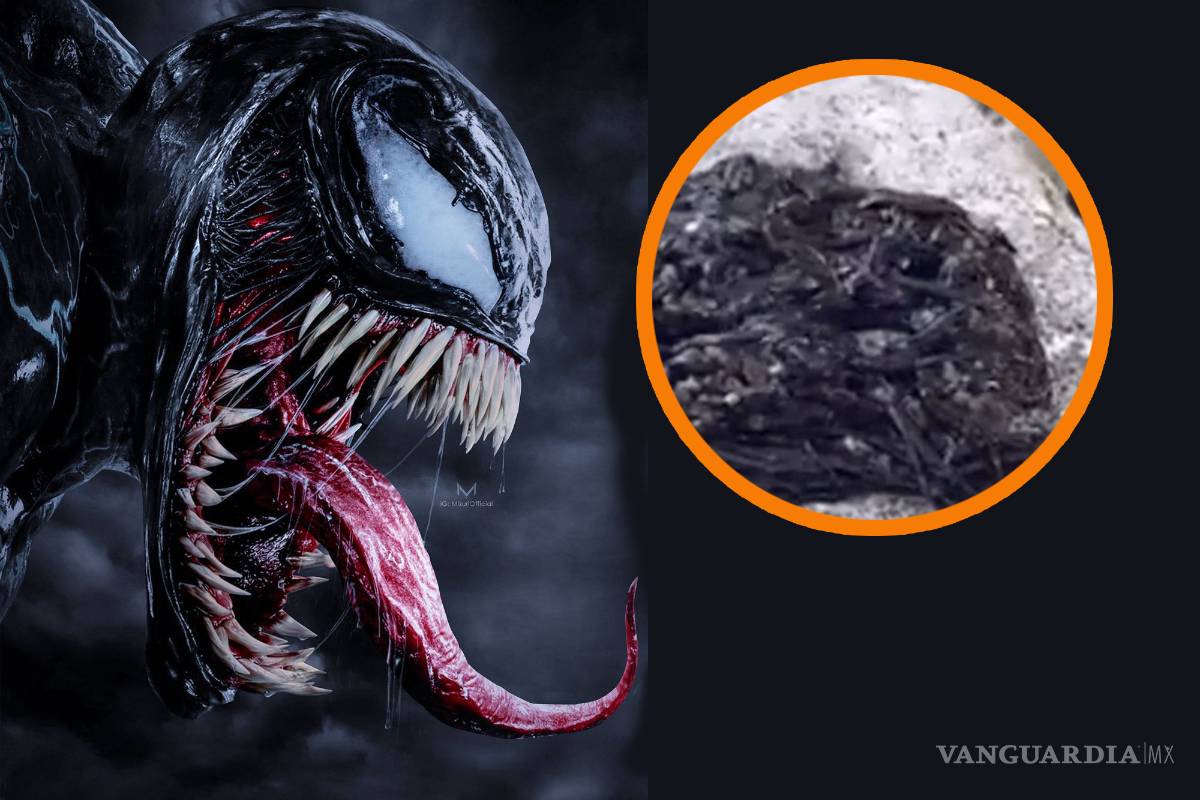 ¿Venom?... extraña criatura se hace viral por su parecido con el simbionte de Marvel (video)