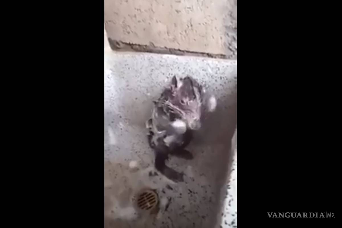 Ni era rata ni se estaba bañando: la verdad sobre el video que se viralizó en el mundo