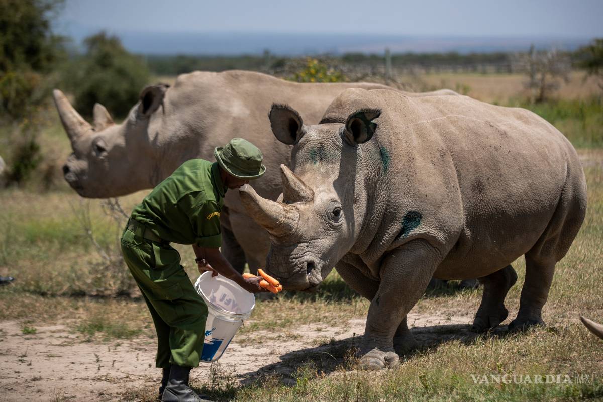 ¡Asombroso!, crean embrión de especie de rinoceronte casi extinta