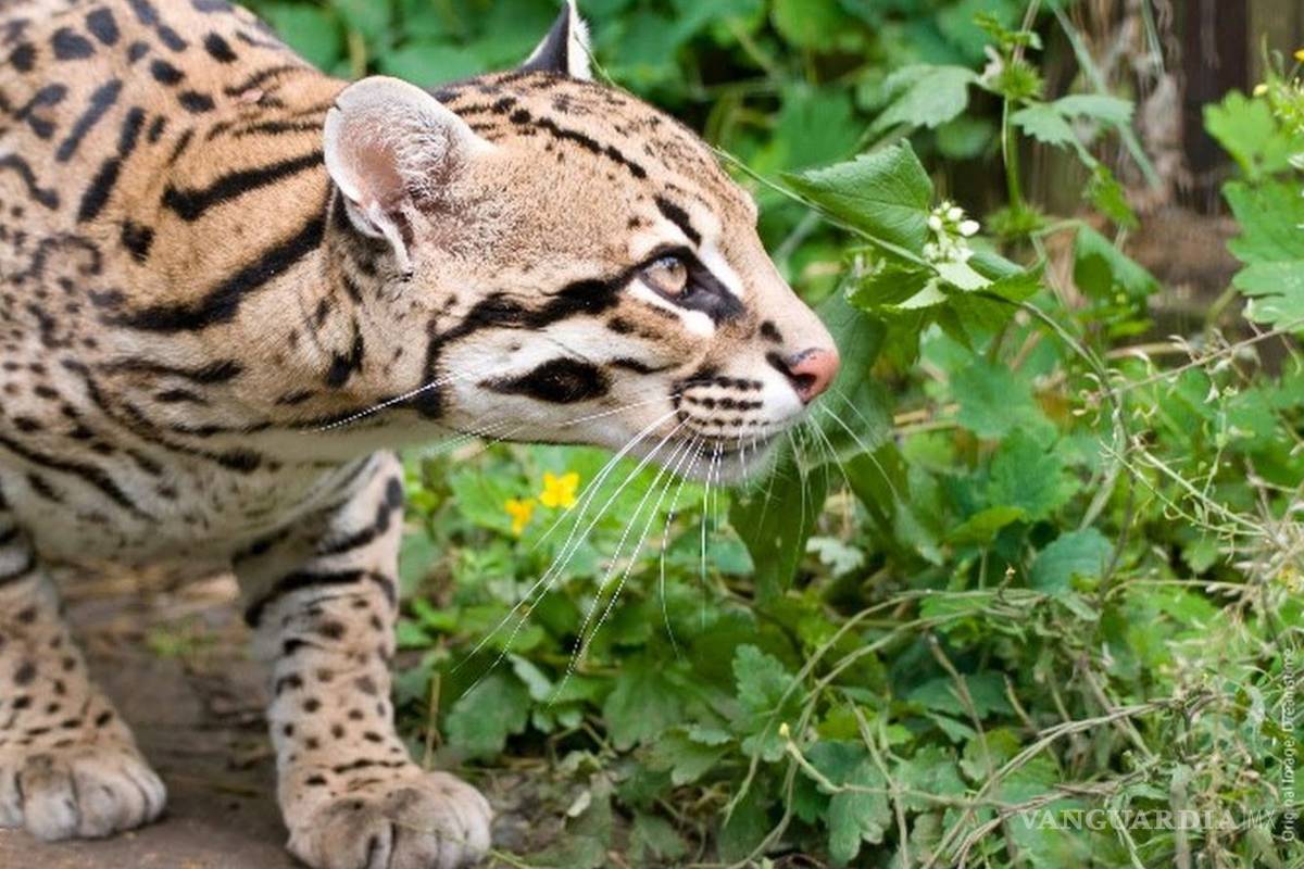 Descubren presencia de ocelote, margay y jaguarundi en Guanajuato