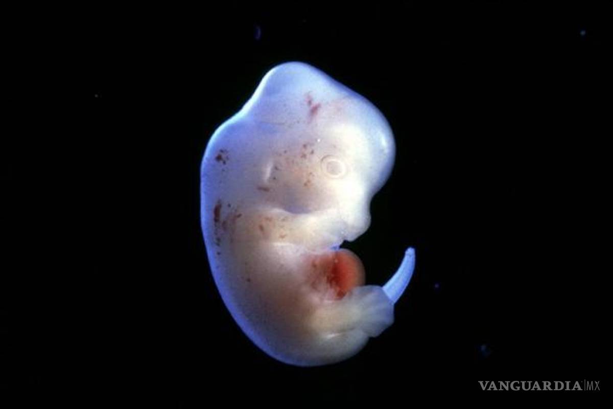 Científicos crearán los primeros 'humanimales'