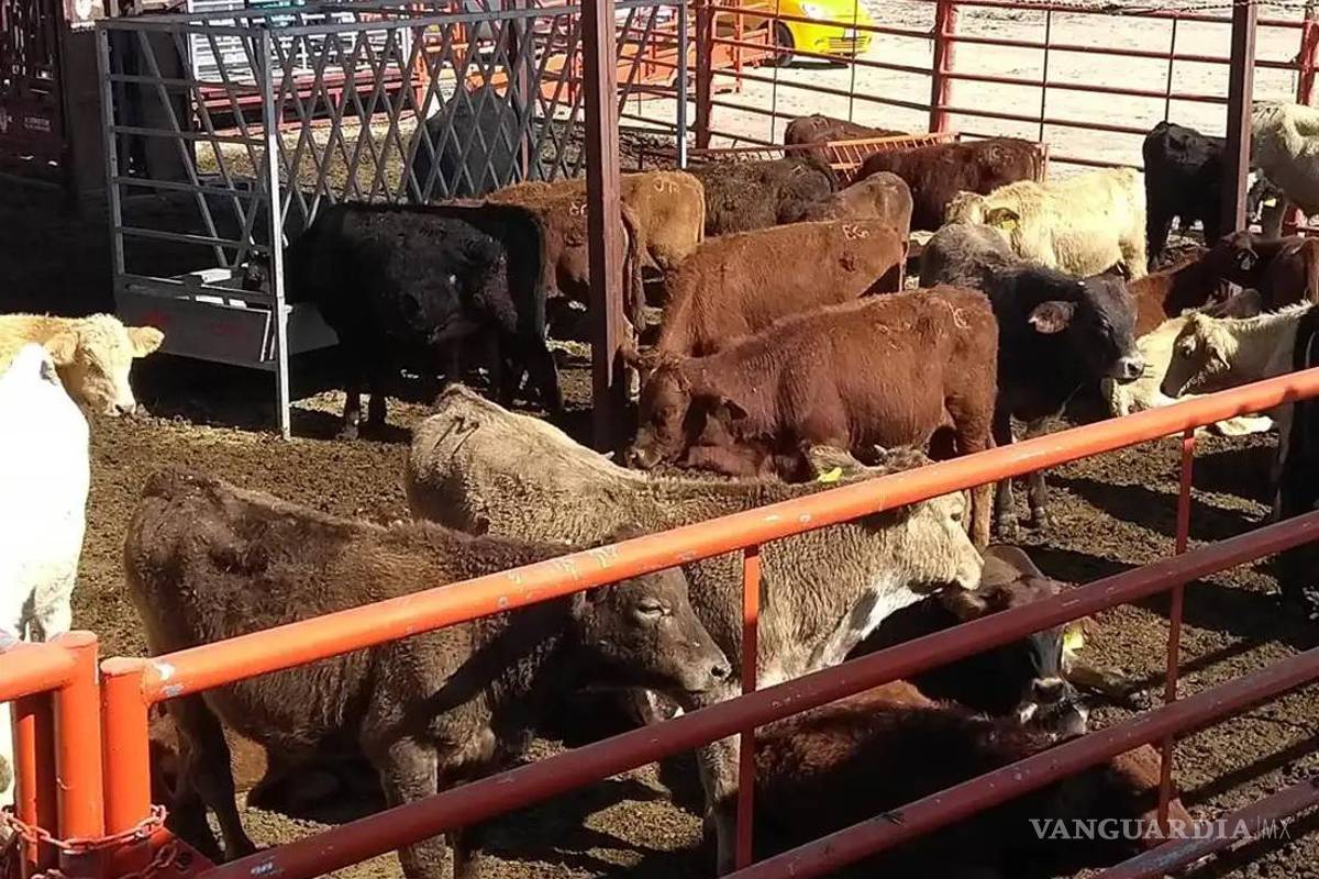 Coahuila: Secretaría de Desarrollo Rural impulsa genética ganadera