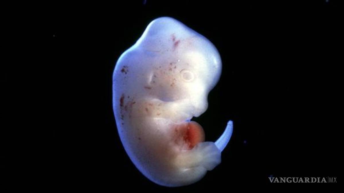 Científicos crearán los primeros 'humanimales'