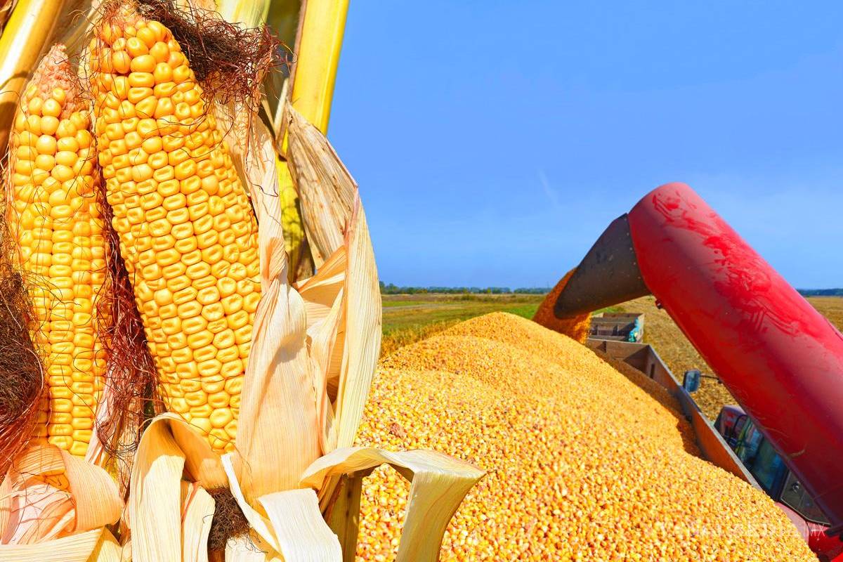 Maíz transgénico, clave para producir alimentos en México: avicultores