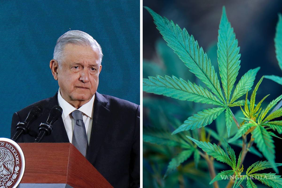 'Si marihuana lúdica no ayuda a frenar violencia, enviaré iniciativa al Congreso': AMLO