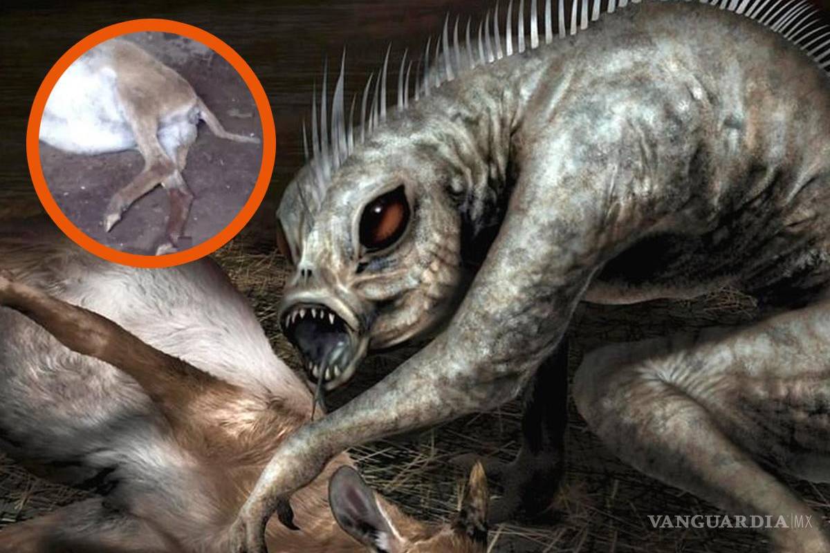 ¿Regresó el Chupacabras a México?... encuentran animales muertos por heridas en el cuello