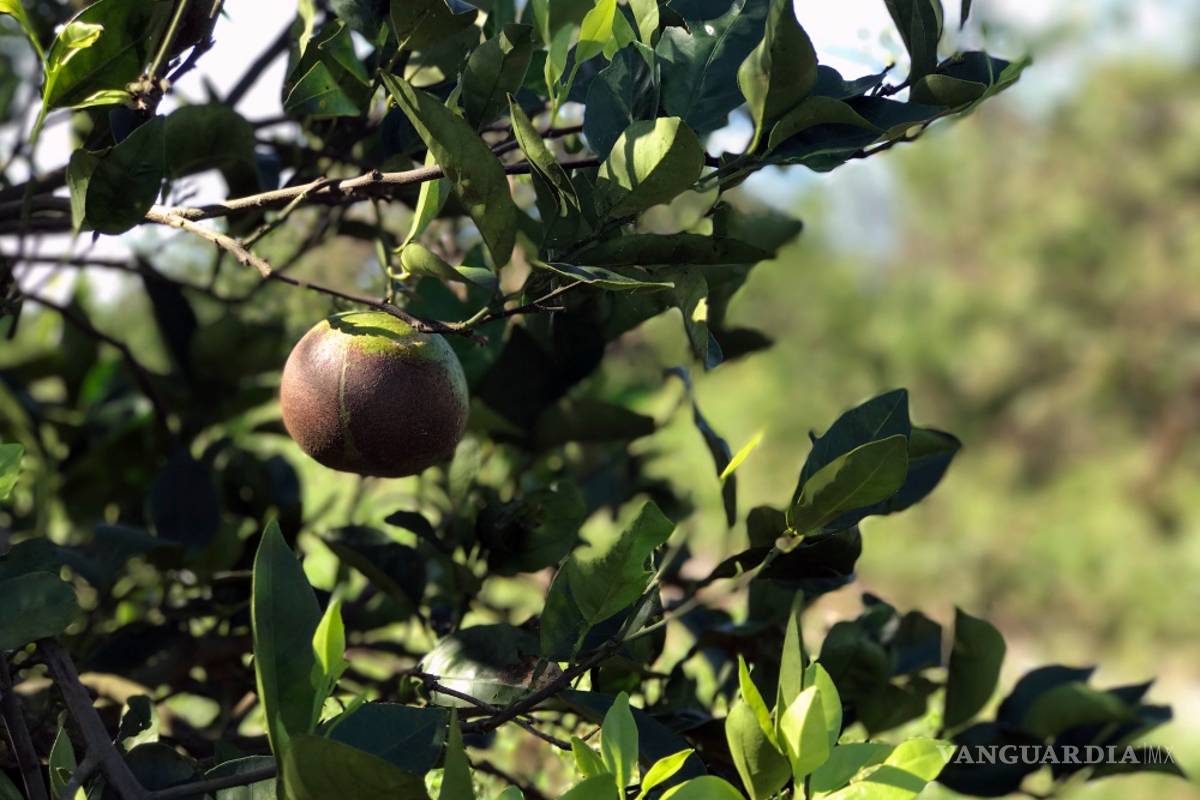 Asesta Irma un duro golpe a la agricultura de Florida