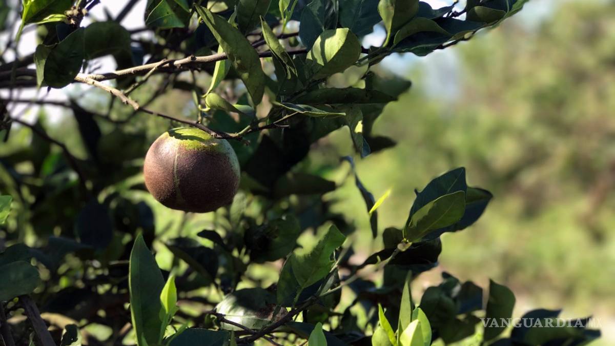 Asesta Irma un duro golpe a la agricultura de Florida